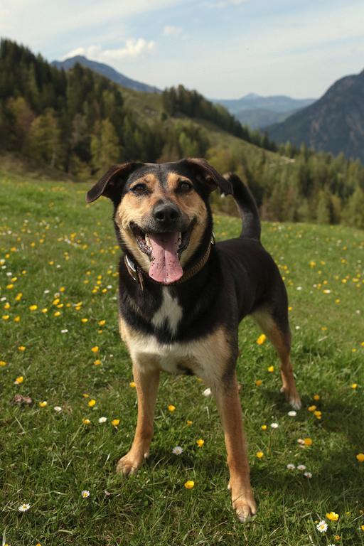 Hutmann Lägenhet Kirchdorf in Tirol Exteriör bild